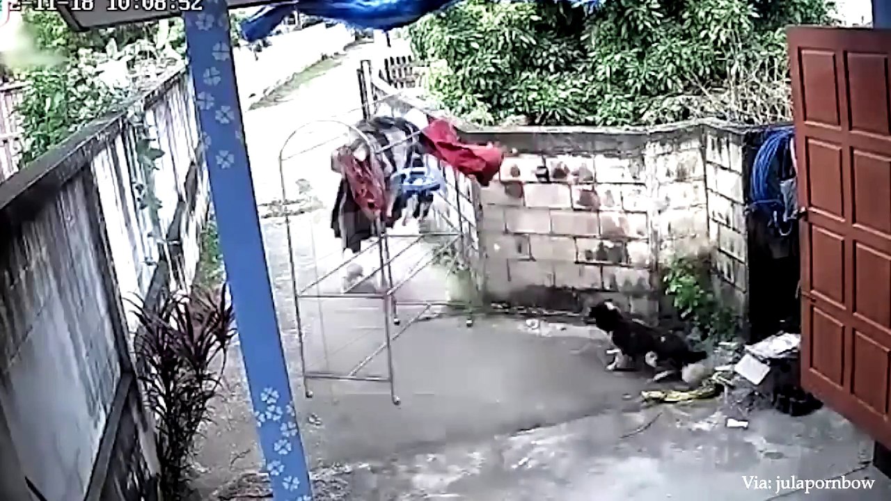animal funny video 82
