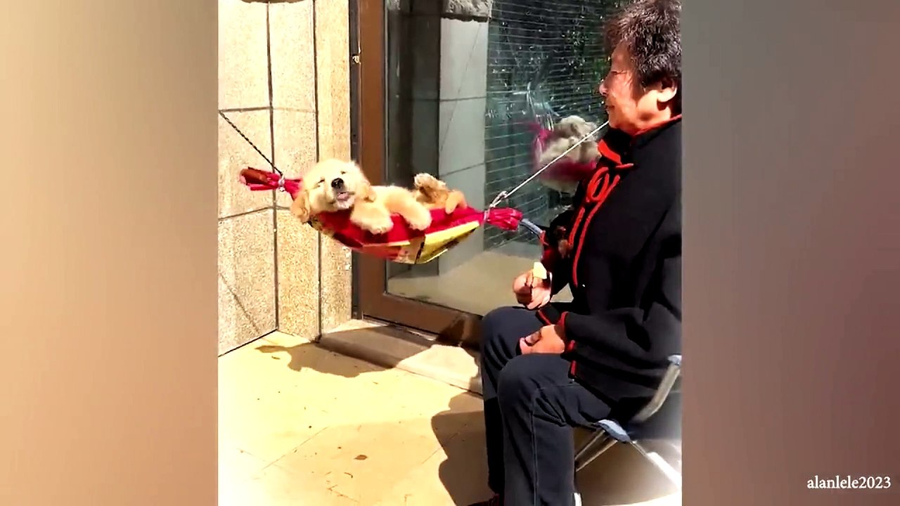 animal funny video 88