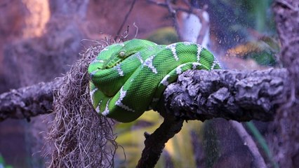 Dziennik Zachodni / ezgotarium Sosnowiec / Marzena Bugala-Astaszow