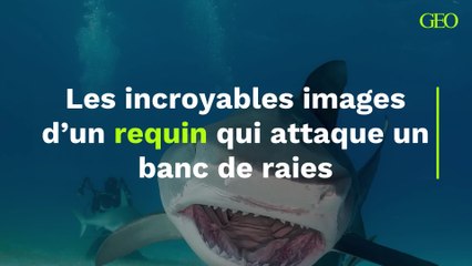 Les incroyables images d’un requin qui attaque un banc de raies