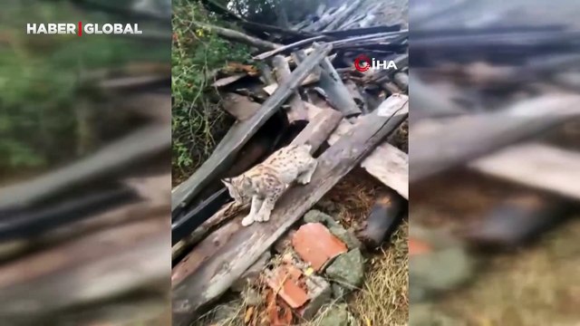 Kedi değil Aslan gibi: Yavru vaşak köyde ilgi odağı oldu