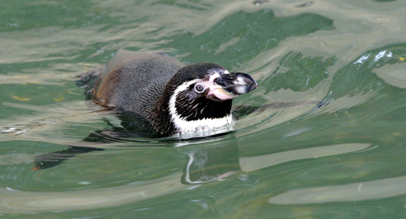 Zoo Rostock äußert sich zu geköpftem Pinguin