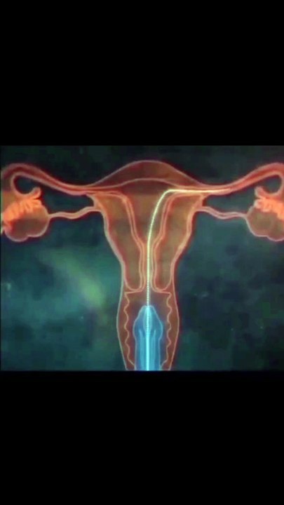 Sperm meet ovum video