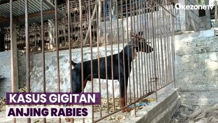 Kasus Terinfeksi Gigitan Anjing Rabies di Karangasem Bali Kian Bertambah