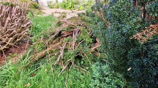 Yew trees are causing issues in a Sussex graveyard and may have to be cut back