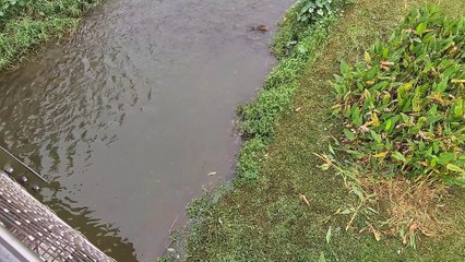 Otter Family Surrounds Monitor Lizards