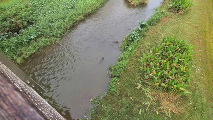 Otter Family Surrounds Monitor Lizards