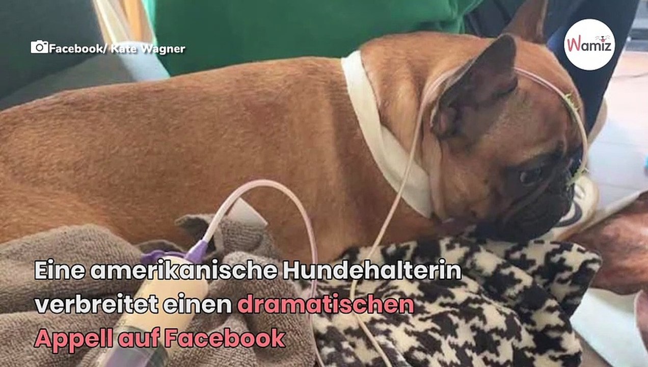 Bulldogge lebt nicht mehr, weil Frauchen im Haushalt nicht Bescheid wusste