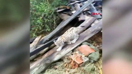 Sivas'ta Köylülerin İlgi Odağı Haline Gelen Vaşak Yavrusu