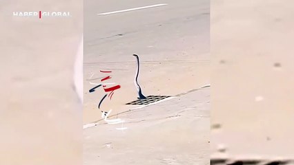 Karşıdan karşıya geçmeye çalışan yılanın görüntüleri sosyal medyayı salladı