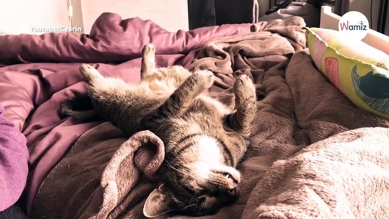 Wunder der Natur: Blinde Katze kann mit ihren Ohren sehen!