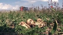 La grêle a causé des dégâts aux producteurs de betteraves sucrières