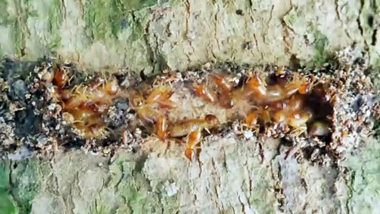 Blind Termites