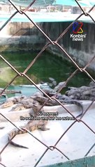 Souffrance animale : voici comment sont fabriqués les sacs en peau de crocodile.  Avec peta_france