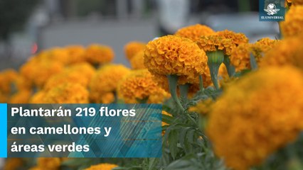 CDMX comienza a pintarse de cempasúchil; “me llena de emoción”, dicen capitalinos