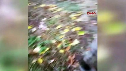 Le Lynx Cub est devenu le centre d'attention des villageois de Sivas