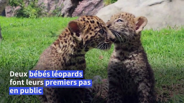 Des bébés léopards dans une zoo péruvien