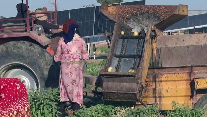 الطاقة الشمسية تنقذ الزراعة في شمال شرق سوريا