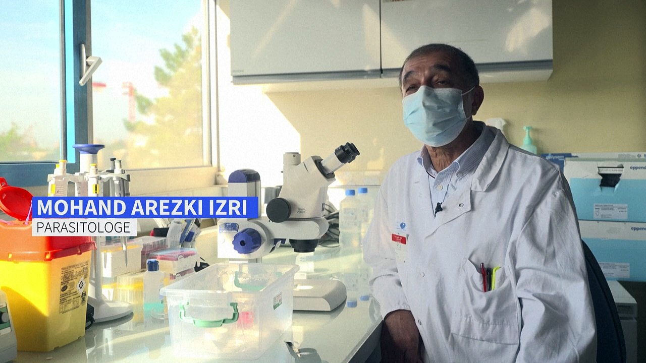 'Bettwanzen sind die Hölle'