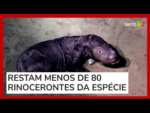 Rinoceronte ameaçado de extinção nasce na Indonésia