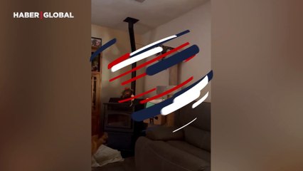 Oltayla köpeği oynatan kedi viral oldu