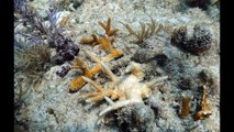 VIDEO: Un engagement à 12 milliards de dollars pour sauver les récifs de corail
