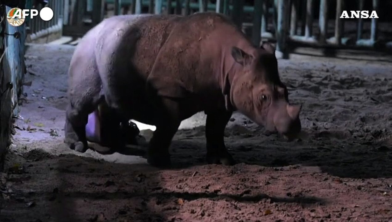 Indonesia, nato un cucciolo di rinoceronte di Sumatra al parco nazionale di Lampung