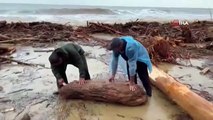 Ils récupéraient leur bois d'hiver sur la plage, ignorant les vagues géantes.