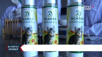 MahasiswaUMCiptakan Obat Semprot Scabies Pada Kucing