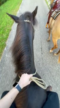 Un poney sournois mord un cheval et son cavalier se fait frapper au tibia