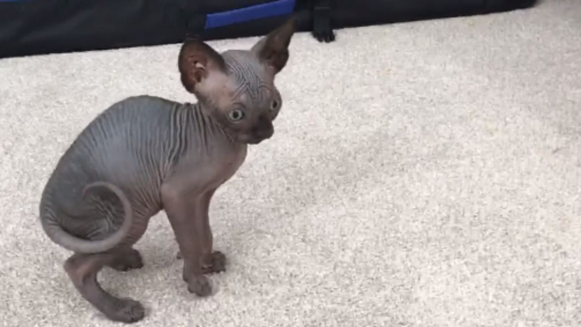 ⁣Cute little Sphynx kittens have a fun time playing around with each other *Adorable Video*