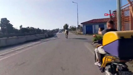 İskenderun Limanı'ndan kaçan angus yakalandı