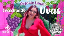 Cosechando uvas en Pozo de Luna - La Chubby Vuelta de NueveTV