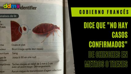 El Gobierno francés dice que 'no hay casos confirmados' de chinches en metros o trenes