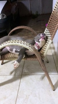 Precious Pitbull dort profondément sur une chaise