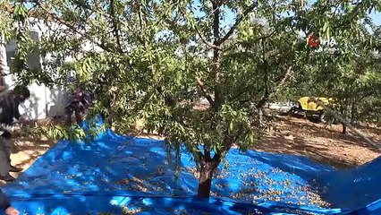 Elazığ'da Badem Hasadı Başladı