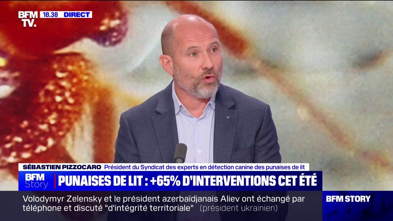 Punaises de lit: "Nous avons de plus en plus d'infestations de niveau élevé", affirme Sébastien Pizzocaro (président du Syndicat des experts en détection canine des punaises de lit)
