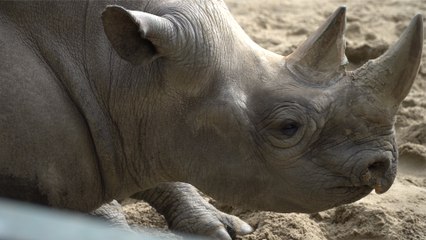 We meet the endangered species across Kent on World Animal Day