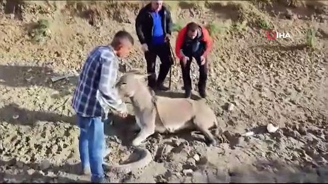 L'âne qui a coulé dans le marais a été secouru par les équipes de l'AFAD