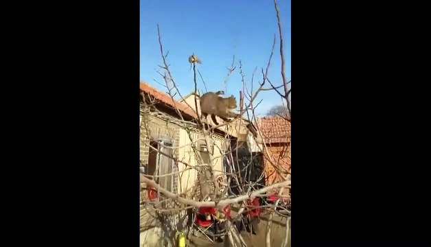 Ce rat échappe au chat d'une façon géniale