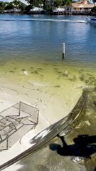 Frénésie d'alimentation des poissons à Boatyard Beach