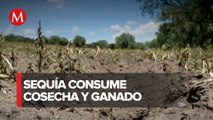 Por sequías, hay estragos en cosechas y ganado de Hidalgo