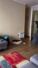 Dachshund Causes Drama When Left Alone