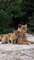 Des lionceaux font des câlins à leur maman