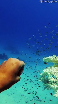 Les poissons disparaissent au bon moment