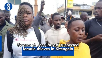 Swarm of bees 'arrest' suspected female thieves in Kitengela