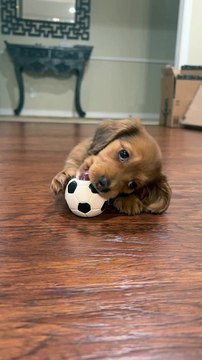 Un chiot teckel miniature joue avec une balle