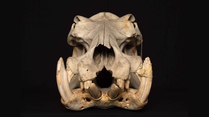 New Study Concludes Hippos Are Unable to Properly Chew’ Grass They Love to Eat