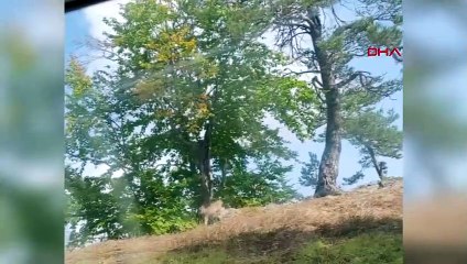Un lynx en danger d'extinction a été repéré à Tokat Almus