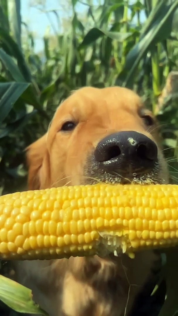 ⁣Golden Retriever Loves Corn